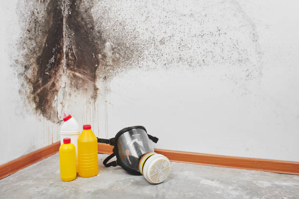 Mold Removal and Inspection in Forest Hills, MI