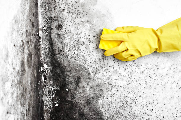 Best Residential Mold Removal  in Forest Hills, MI