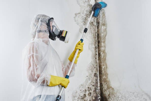 Best Emergency Mold Removal  in Forest Hills, MI