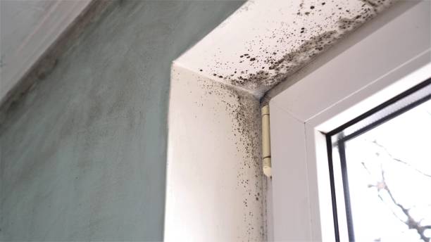 Best Mold Testing  in Forest Hills, MI