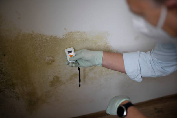 Best Mold Cleaning Services  in Forest Hills, MI