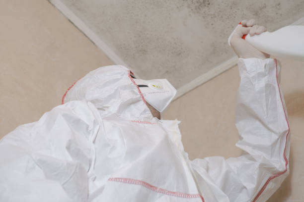 Mold Removal Process in Forest Hills, MI