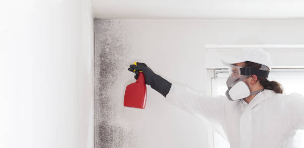 Best Local Mold Removal Service  in Forest Hills, MI