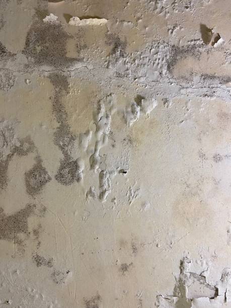 Best Certified Mold Removal  in Forest Hills, MI