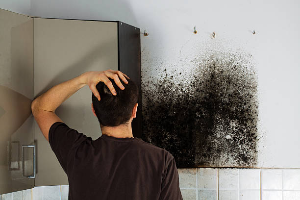 Best Professional Mold Removal  in Forest Hills, MI