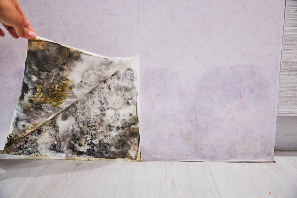 Best Commercial Mold Removal  in Forest Hills, MI